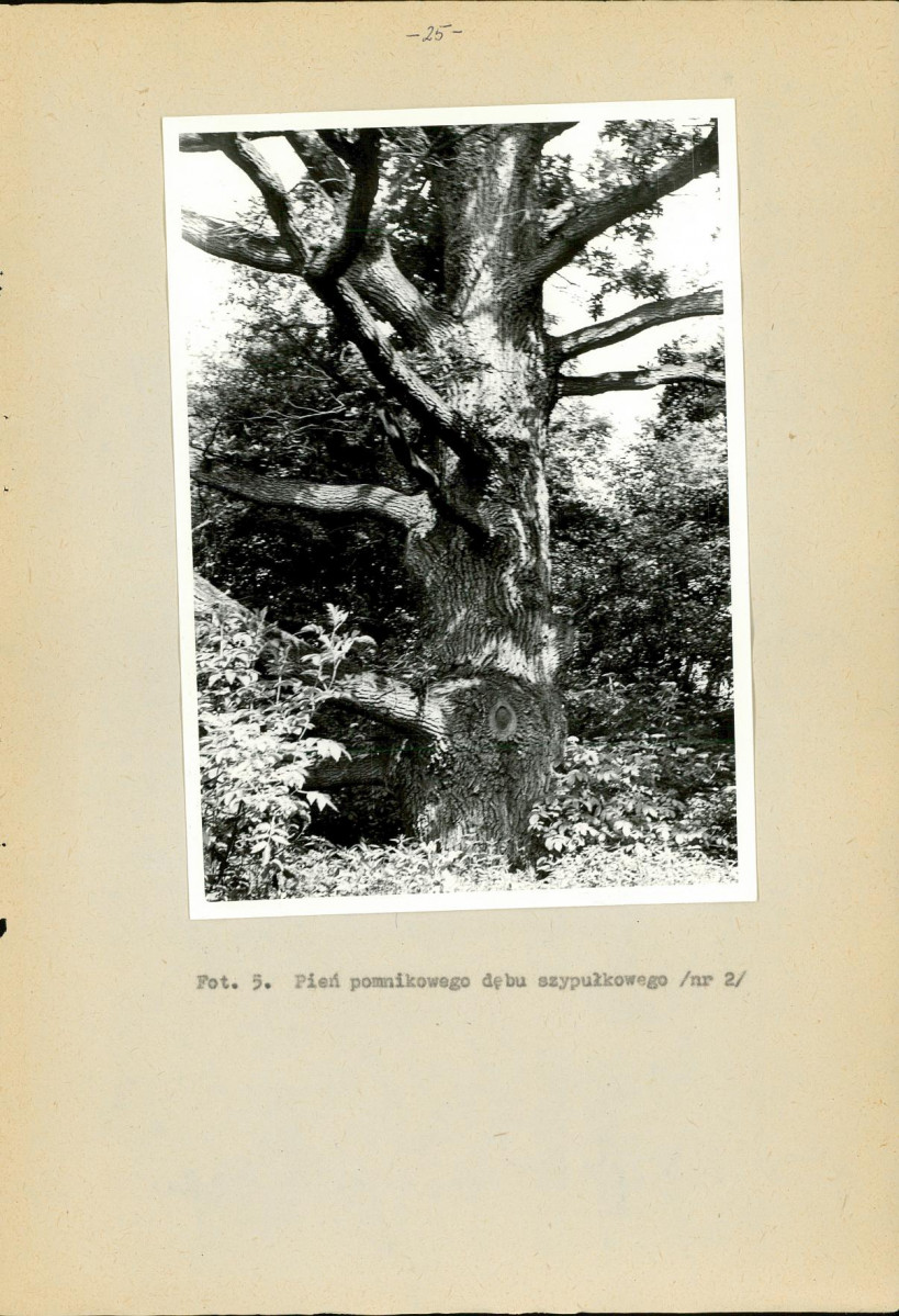 Ewidencja parkowa, skan nr 28