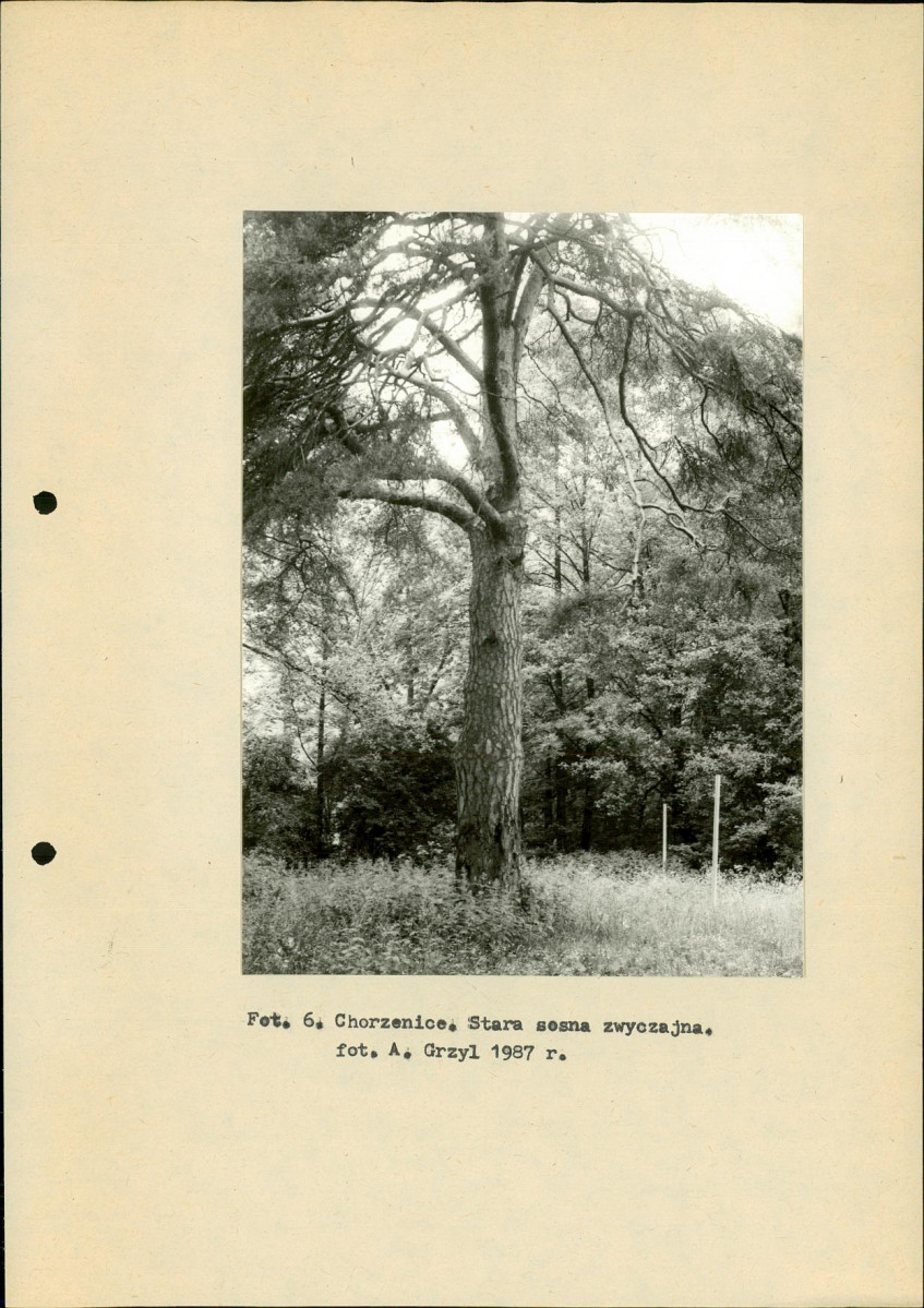 Ewidencja parkowa, skan nr 18