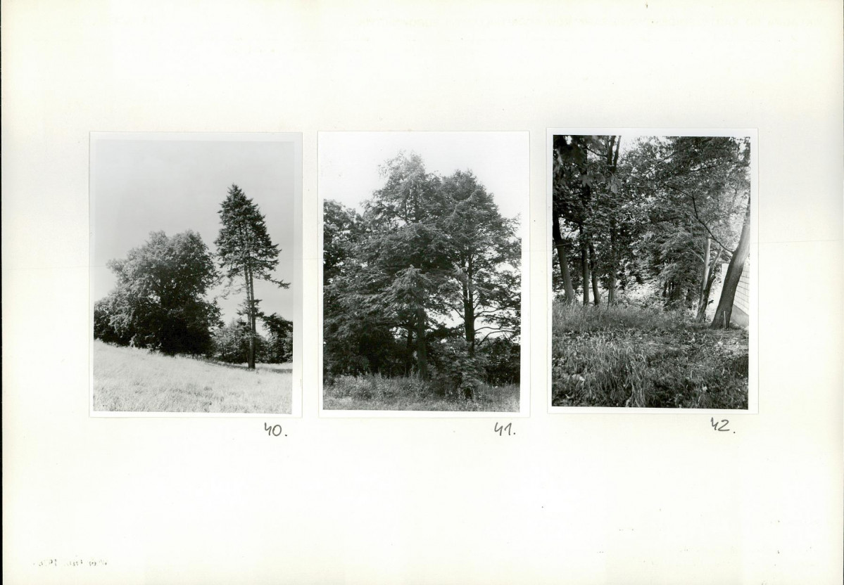 Karta biała, skan nr 20