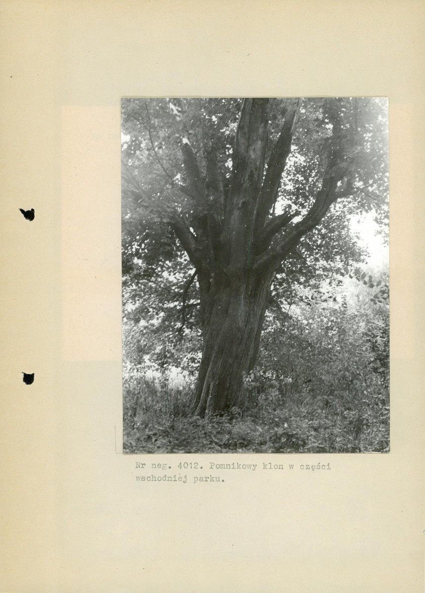 Ewidencja parkowa, skan nr 19