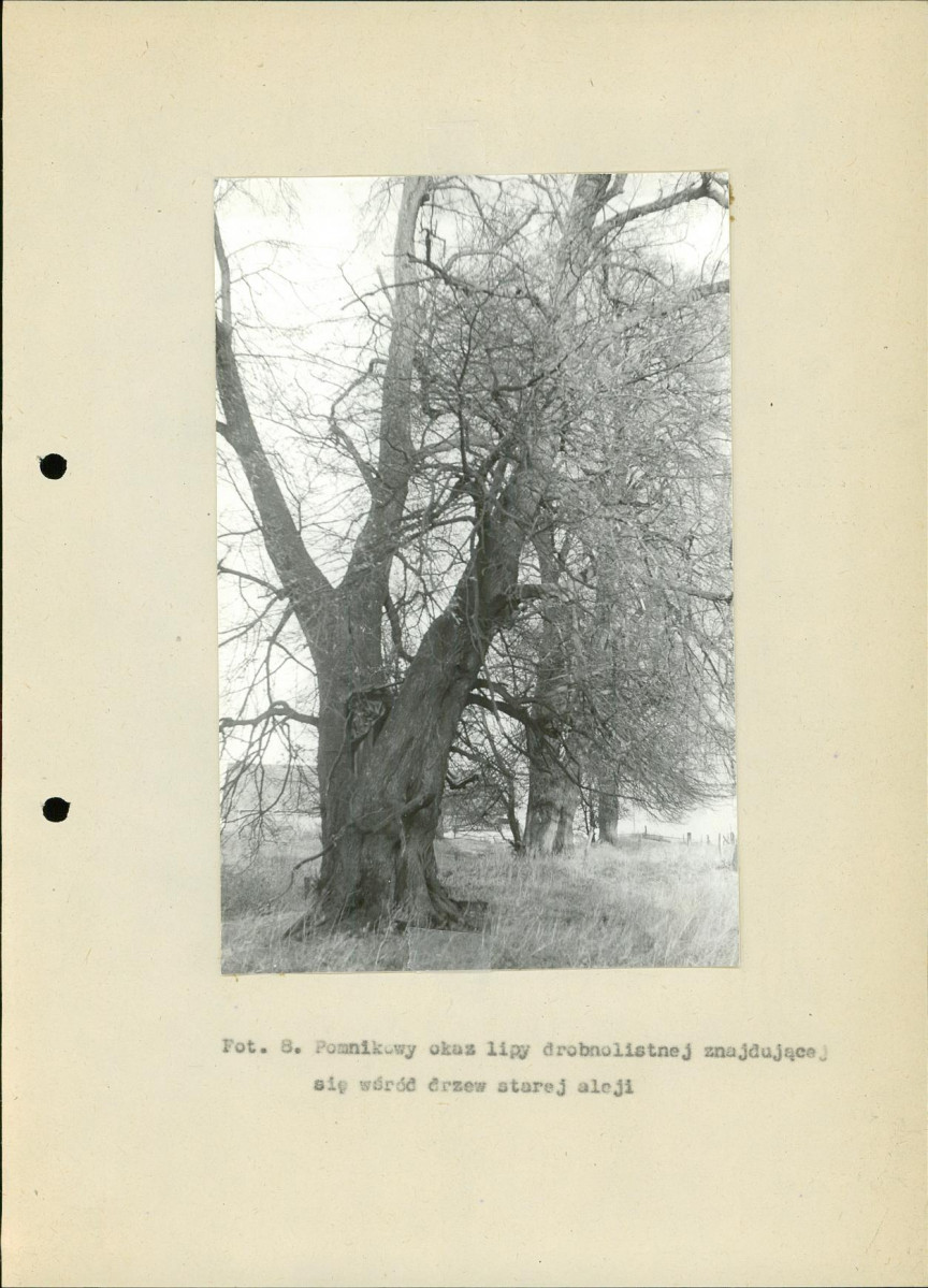 Ewidencja parkowa, skan nr 28