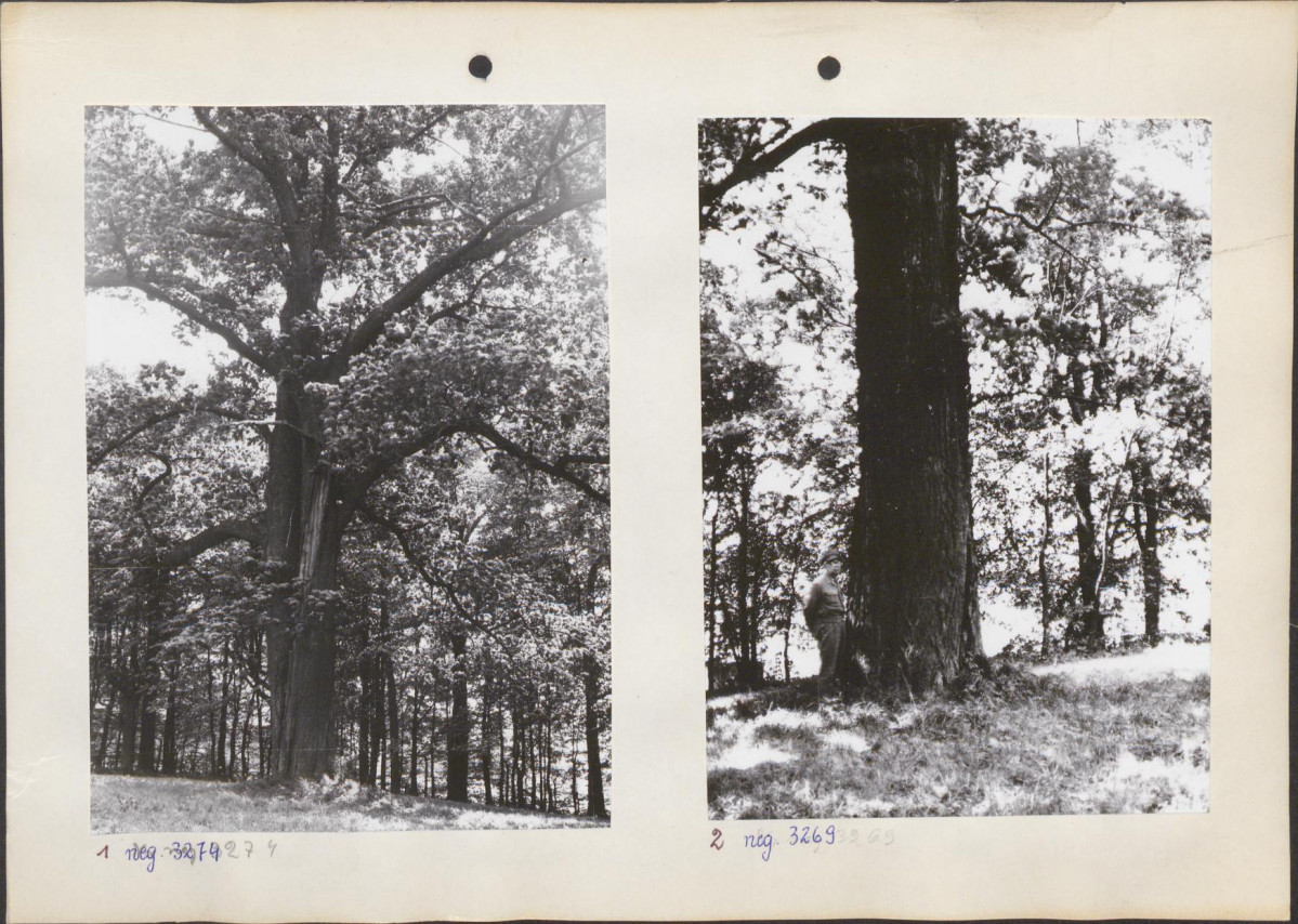 Ewidencja parkowa, skan nr 12