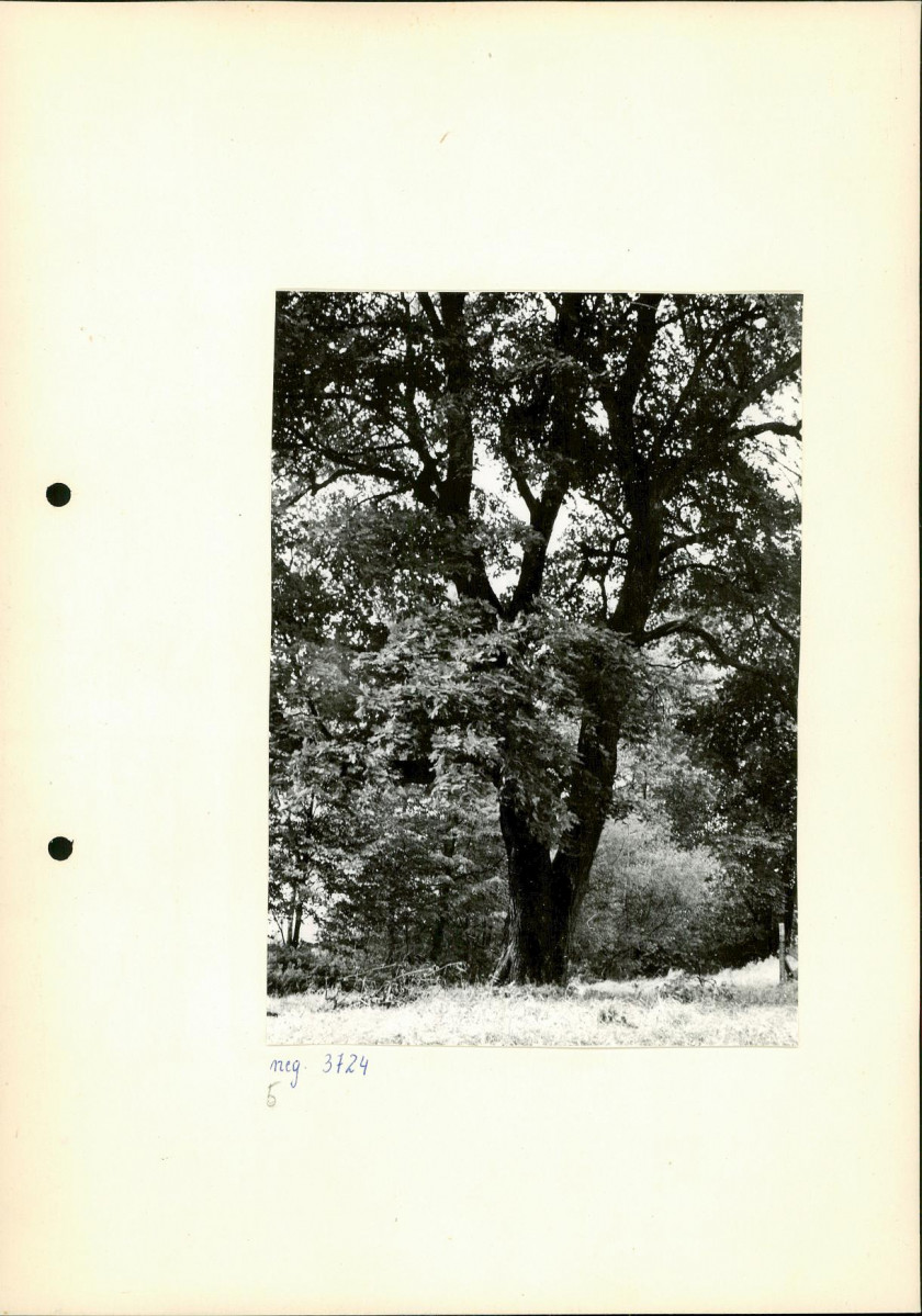 Ewidencja parkowa, skan nr 15