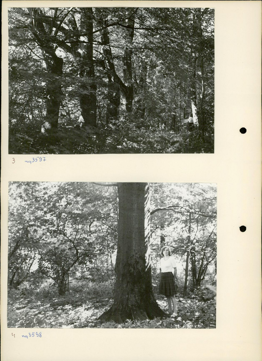 Ewidencja parkowa, skan nr 14