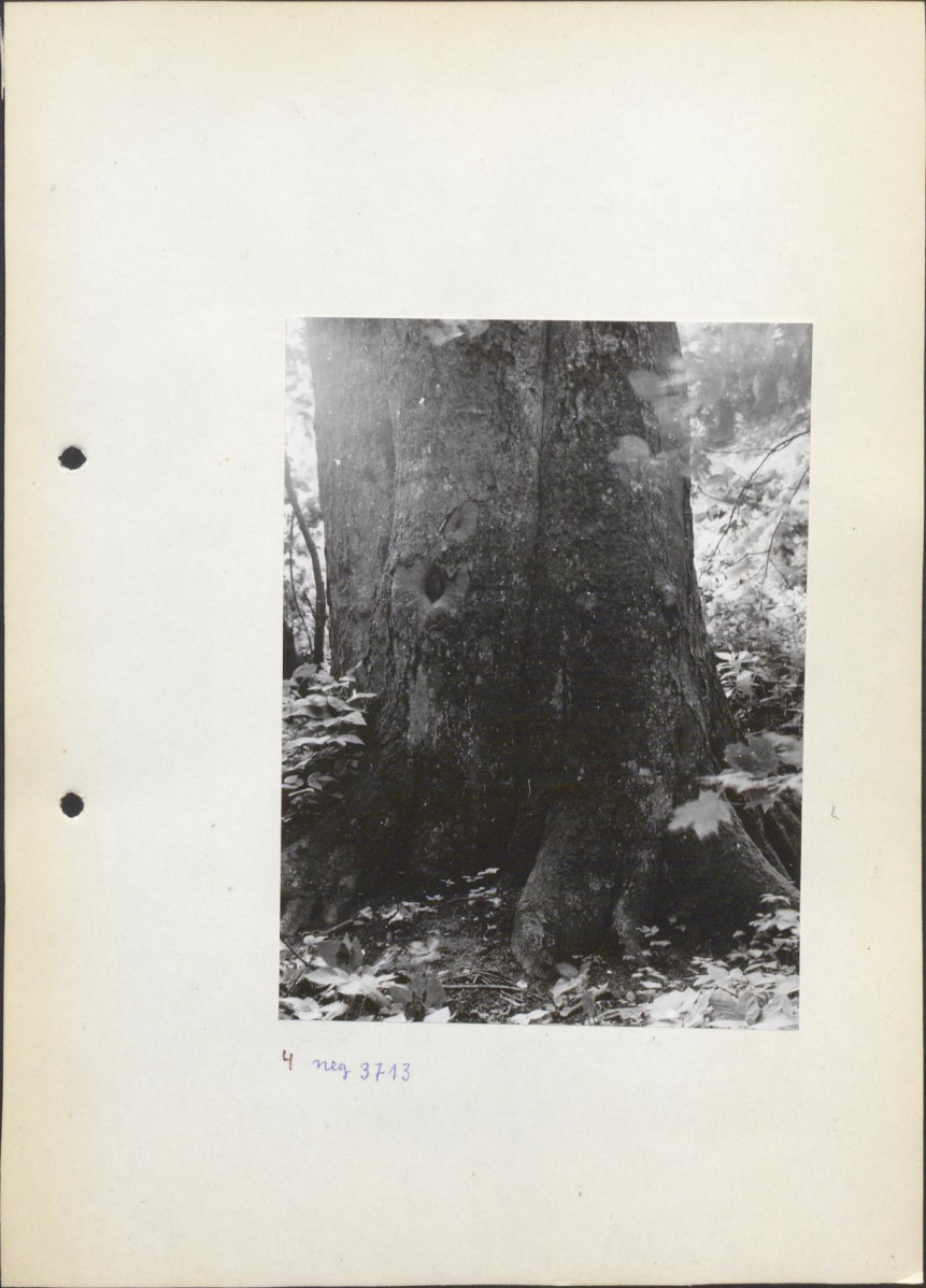 Ewidencja parkowa, skan nr 16