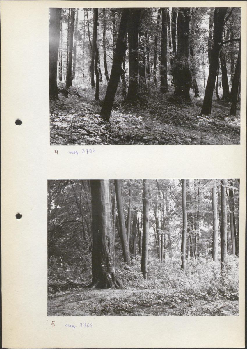Ewidencja parkowa, skan nr 15