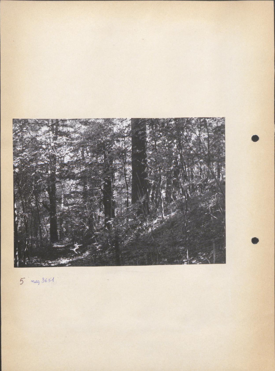Ewidencja parkowa, skan nr 16