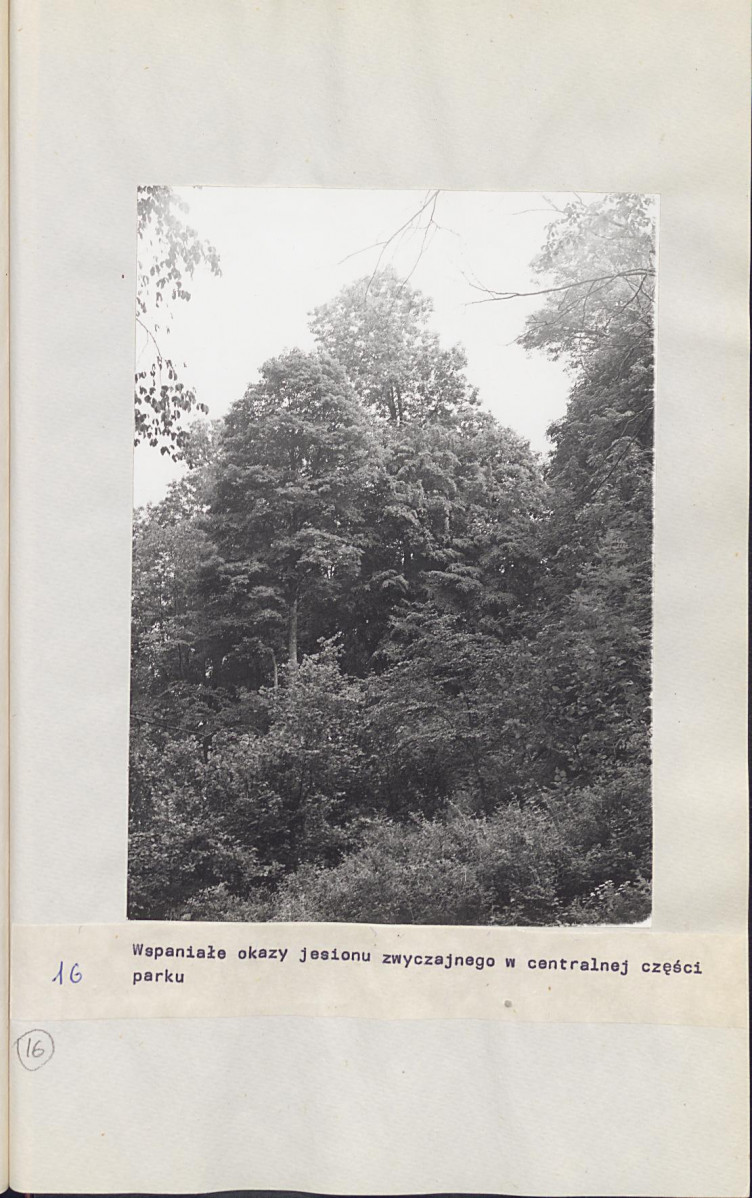 Ewidencja parkowa, skan nr 39