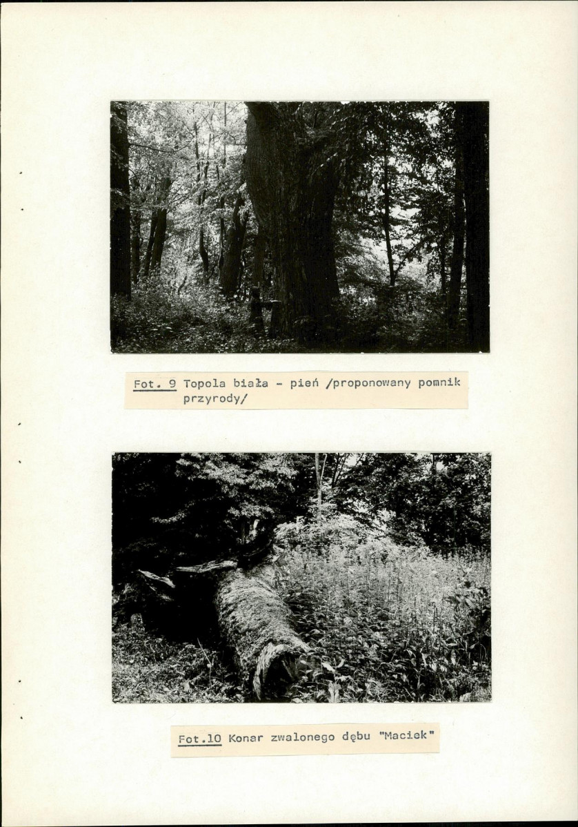 Ewidencja parkowa, skan nr 41