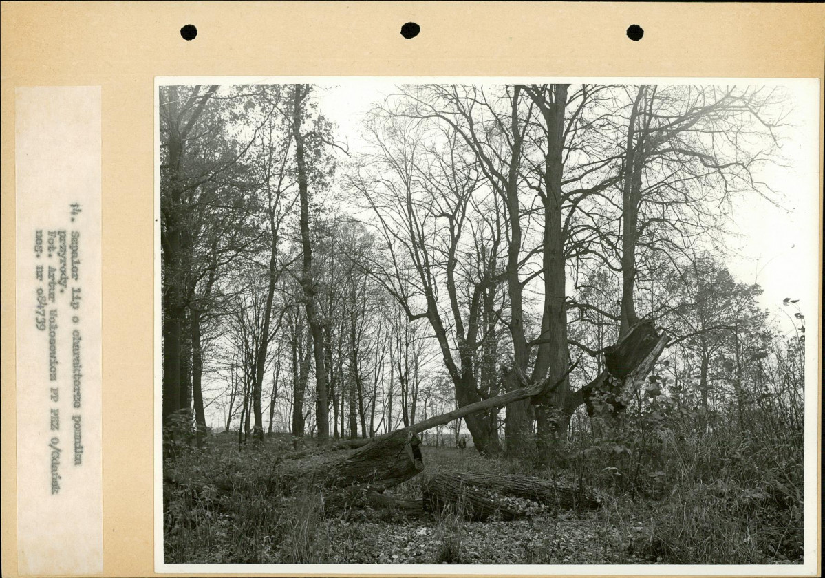 Ewidencja parkowa, skan nr 30