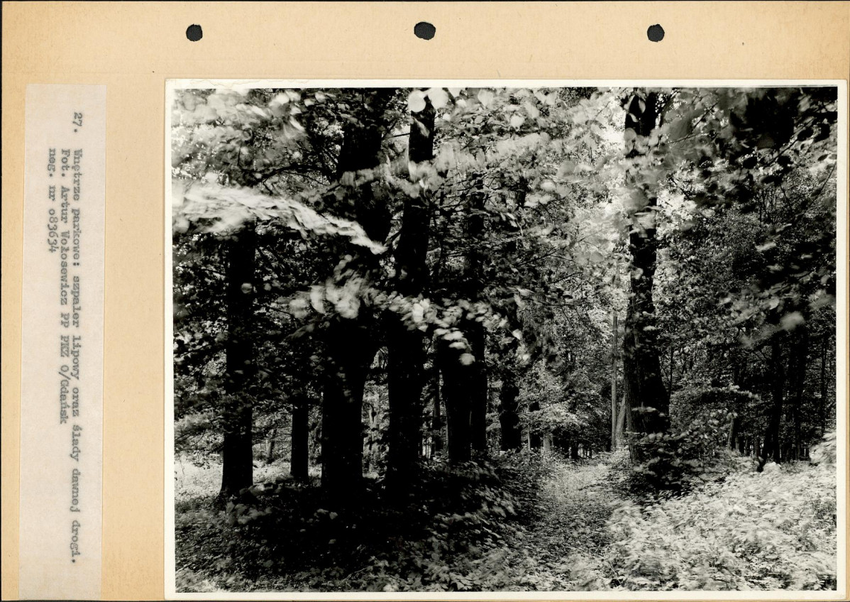 Ewidencja parkowa, skan nr 50