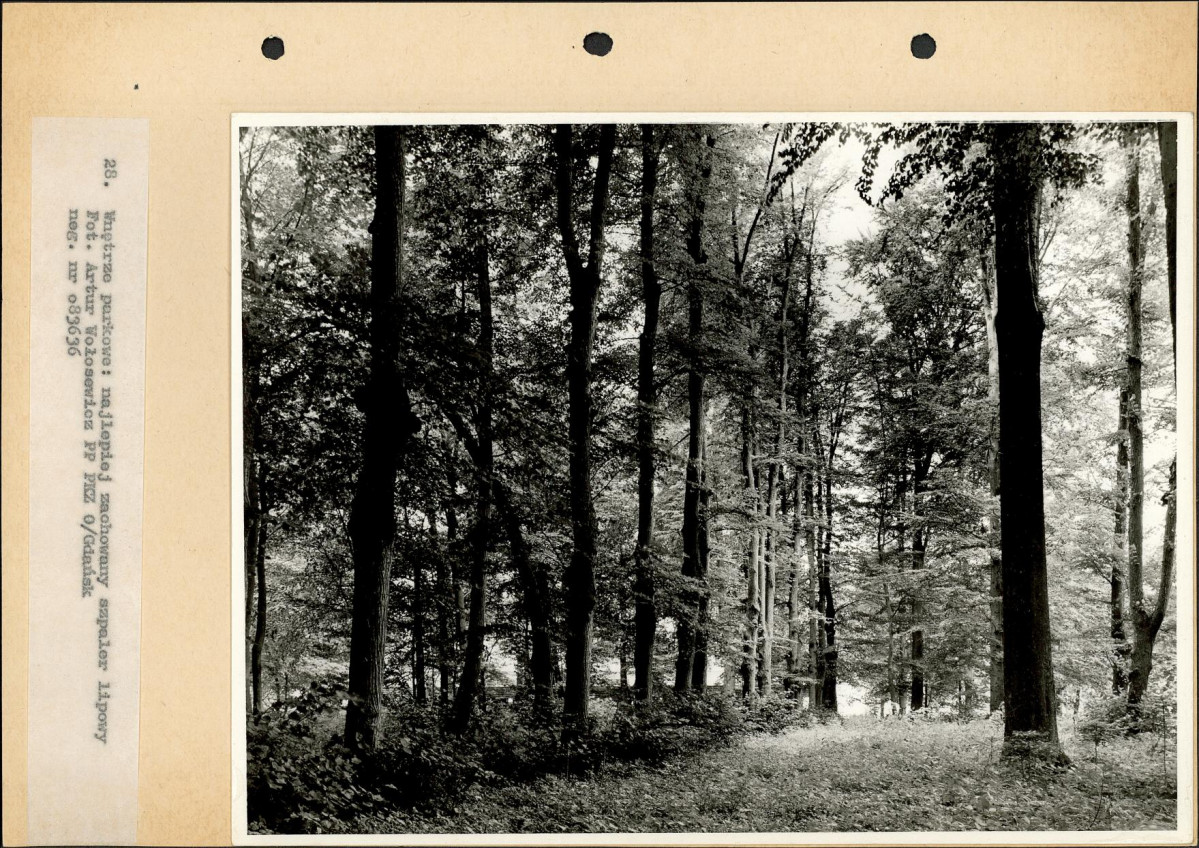 Ewidencja parkowa, skan nr 51