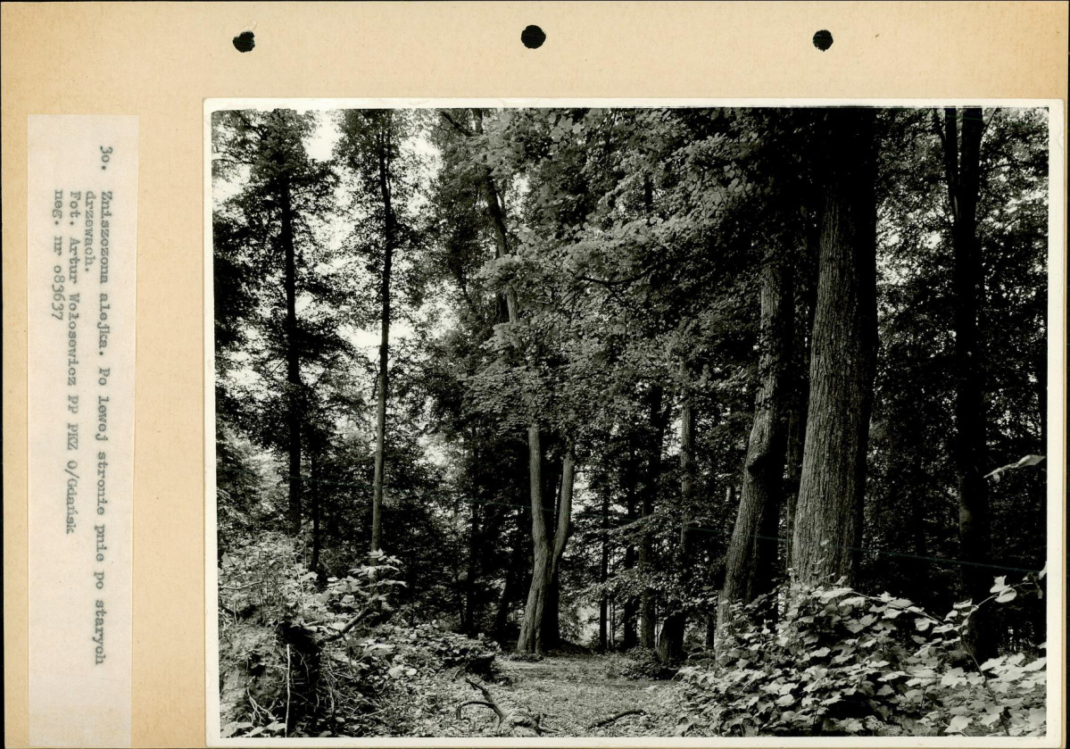 Ewidencja parkowa, skan nr 53
