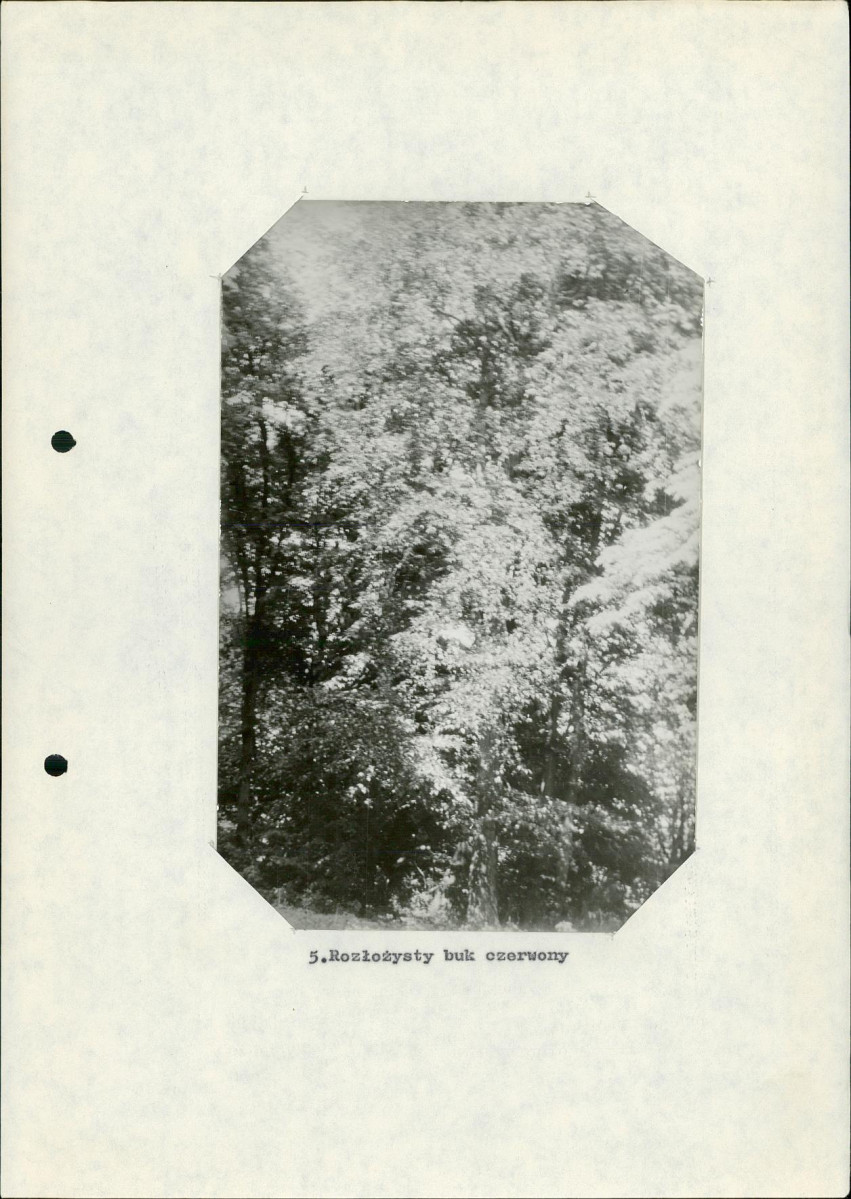 Ewidencja parkowa, skan nr 23