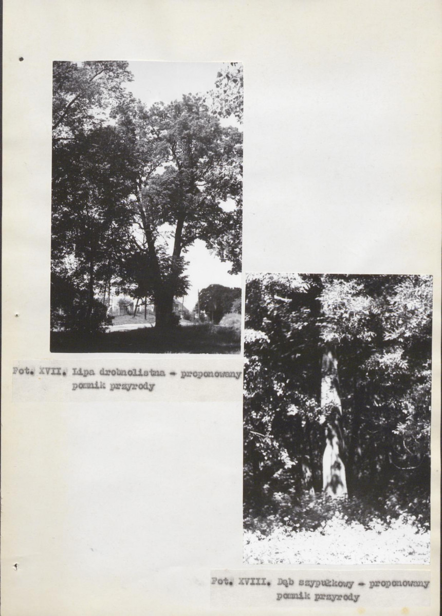 Ewidencja parkowa, skan nr 35