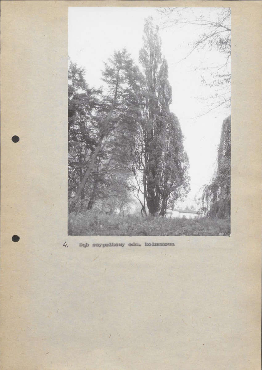 Ewidencja parkowa, skan nr 38