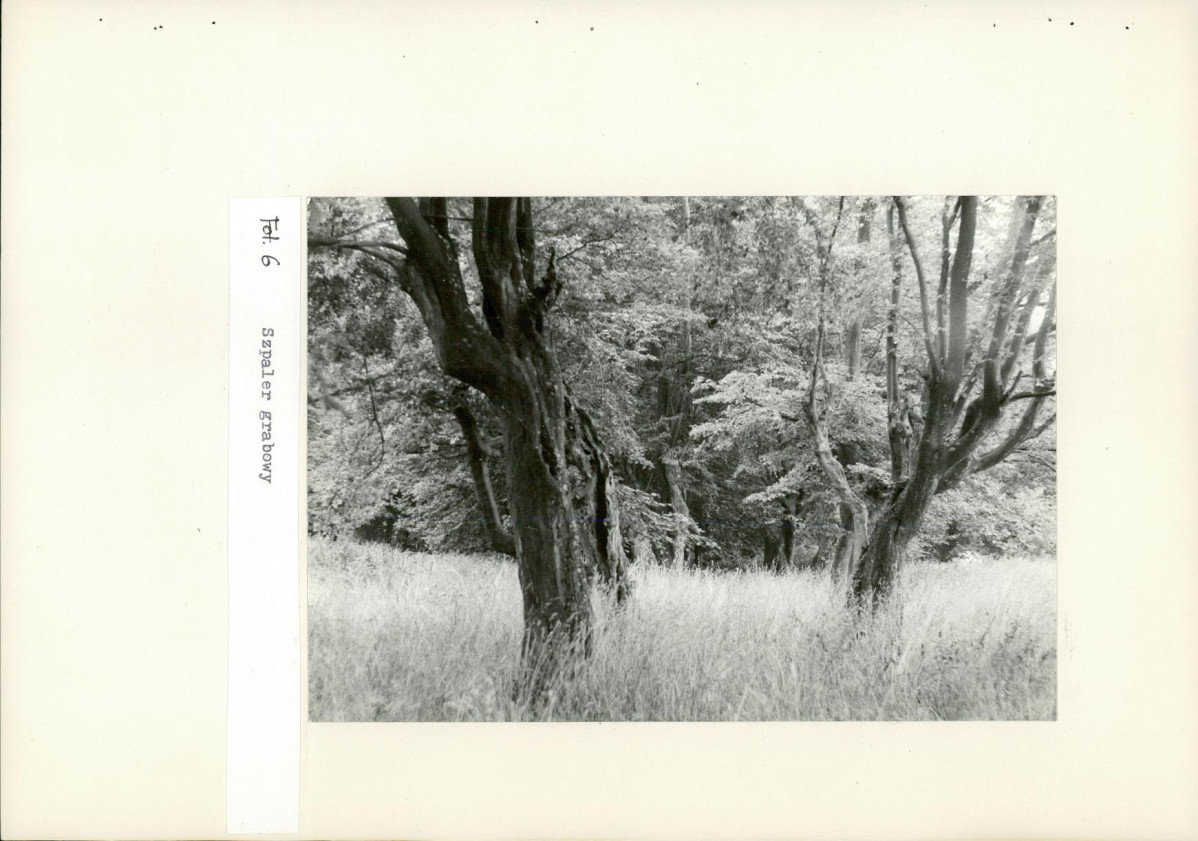 Ewidencja parkowa, skan nr 36