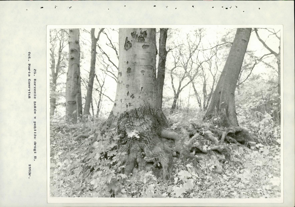 Ewidencja parkowa, skan nr 70