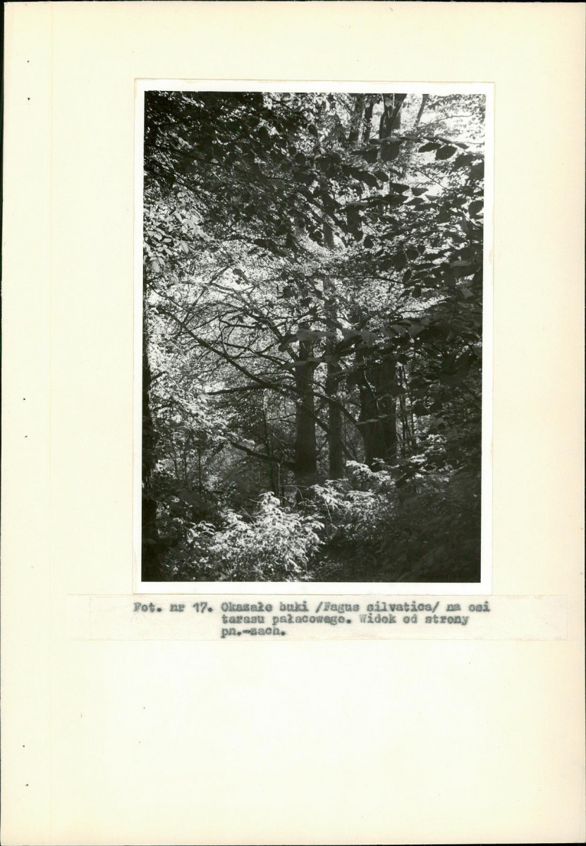 Ewidencja parkowa, skan nr 39