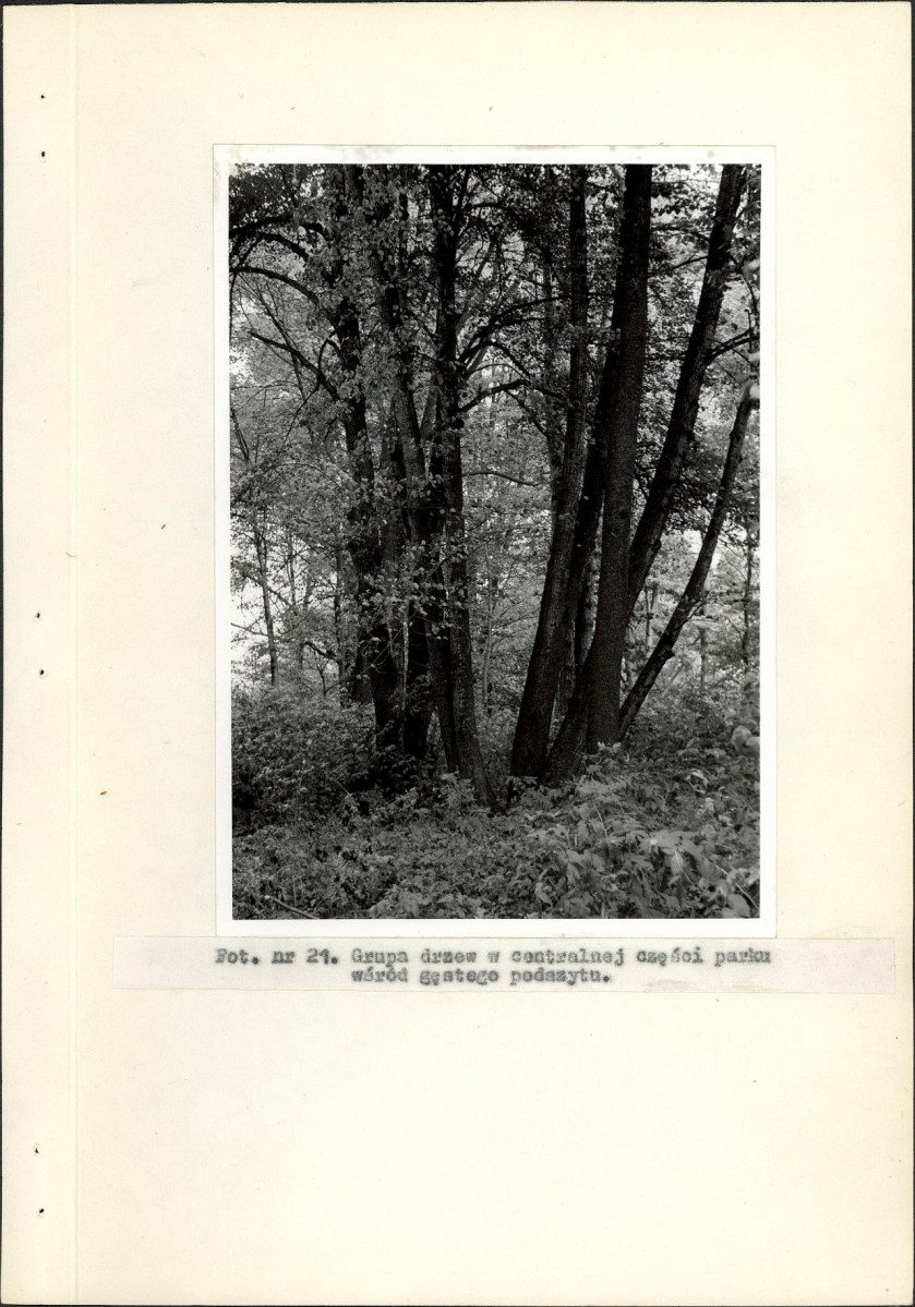 Ewidencja parkowa, skan nr 42
