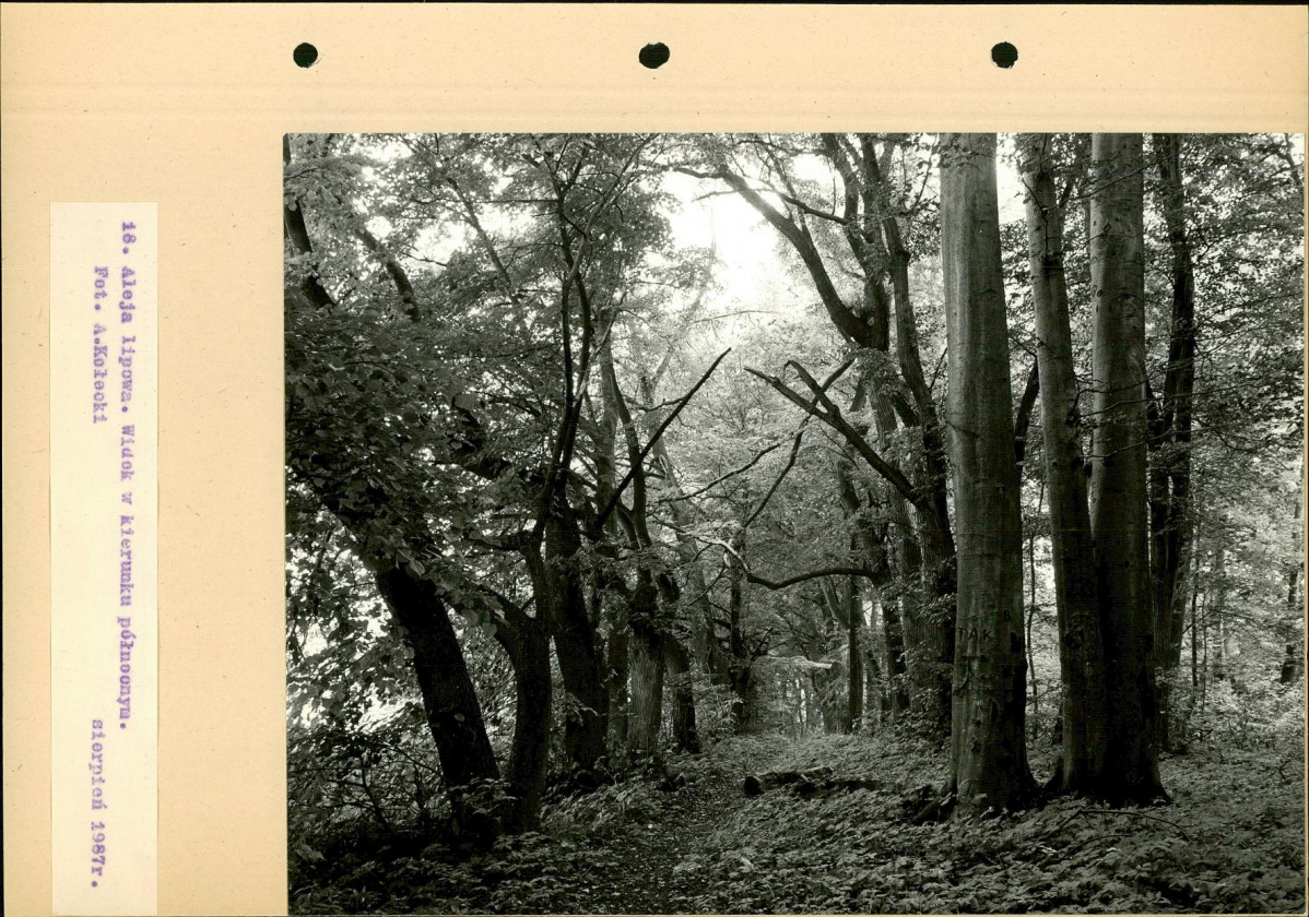 Ewidencja parkowa, skan nr 45