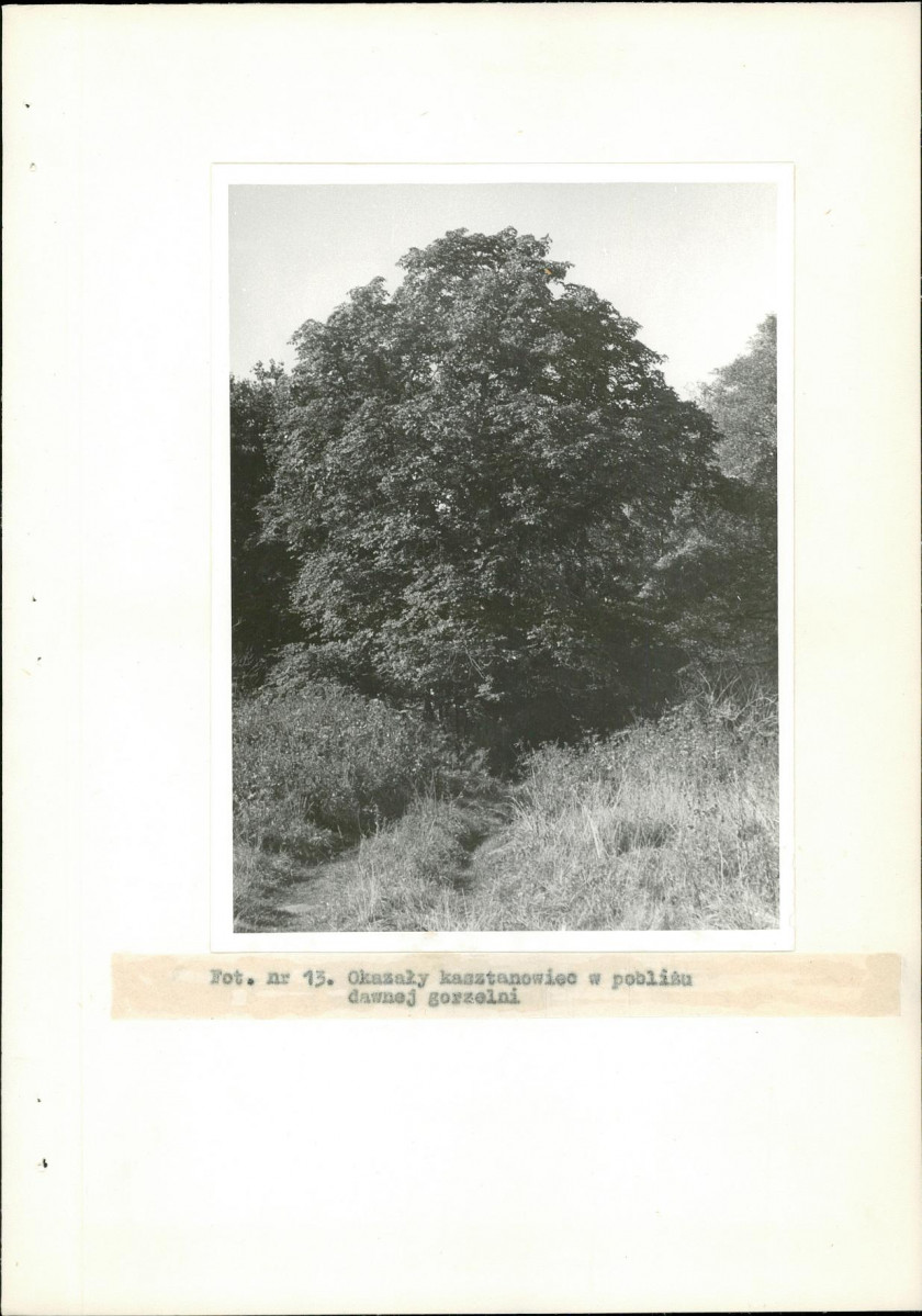 Ewidencja parkowa, skan nr 43