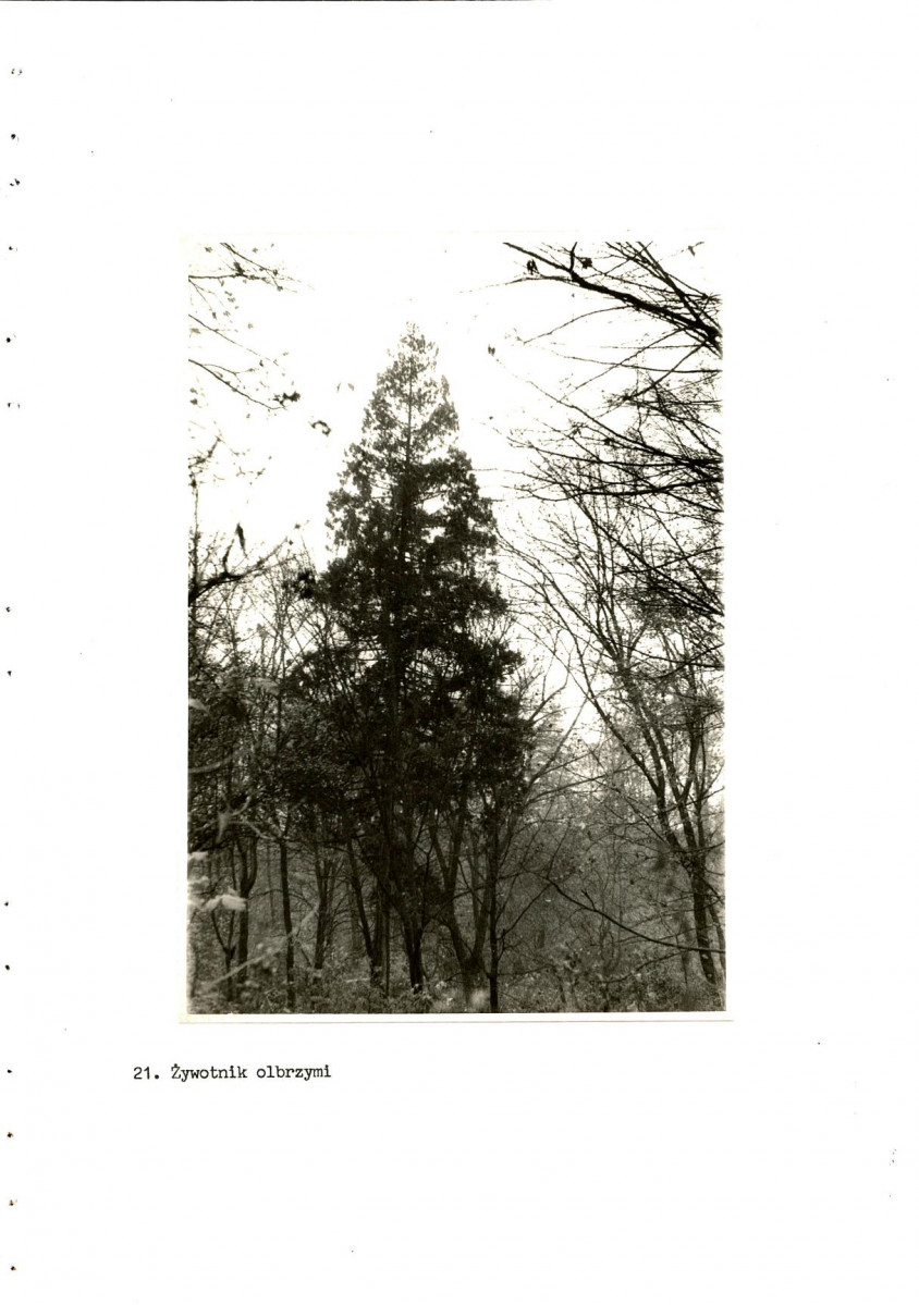 Ewidencja parkowa, skan nr 43