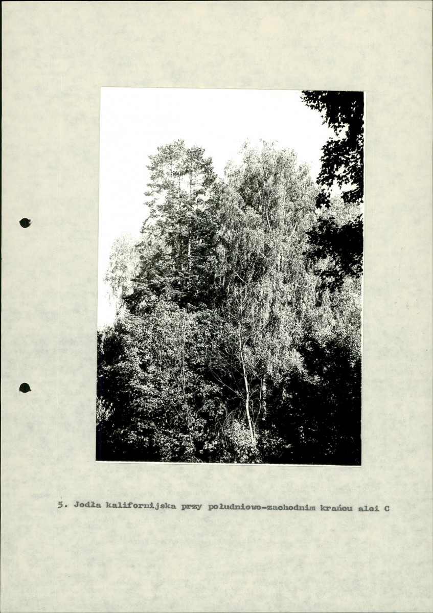 Ewidencja parkowa, skan nr 36