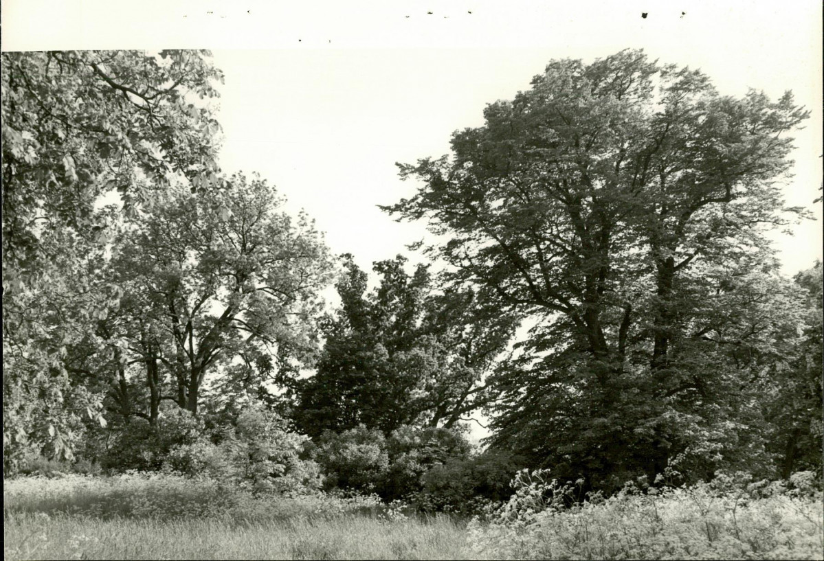 Ewidencja parkowa, skan nr 20