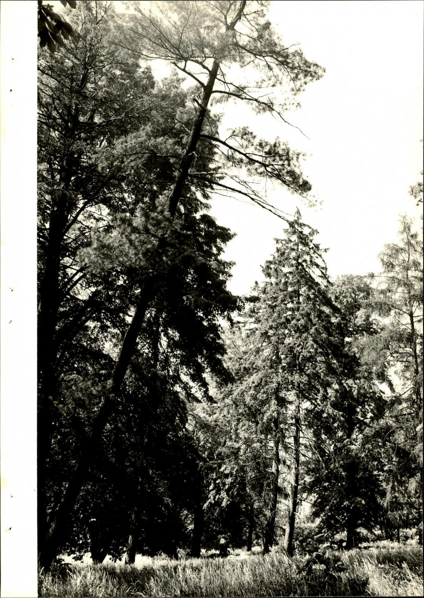 Ewidencja parkowa, skan nr 34
