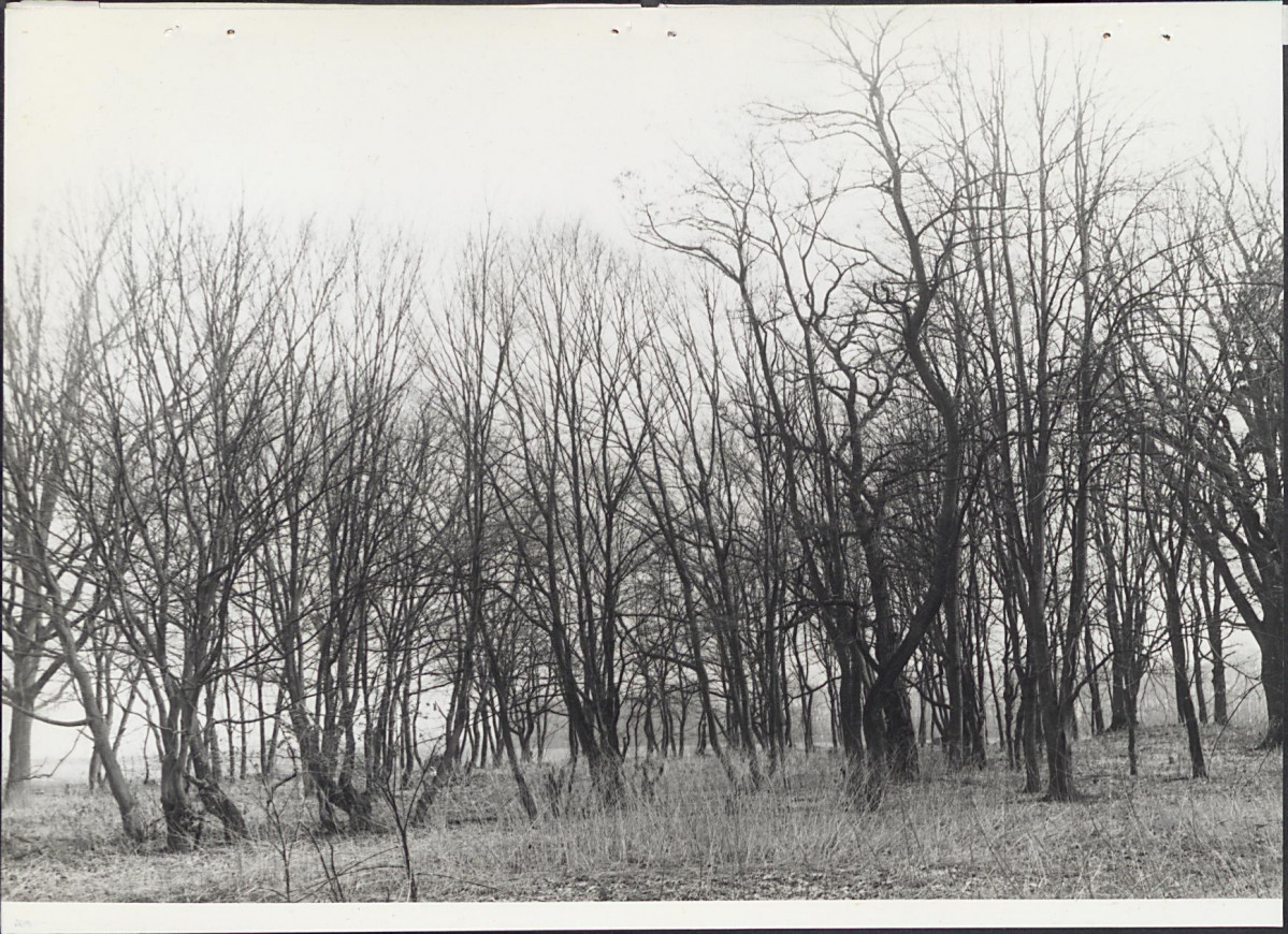 EP - Ewidencja parkowa, skan nr 48