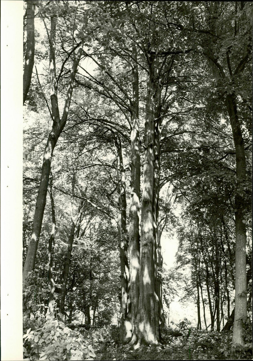 EP - Ewidencja parkowa, skan nr 30