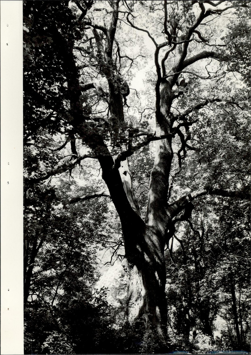 EP - Ewidencja parkowa, skan nr 32