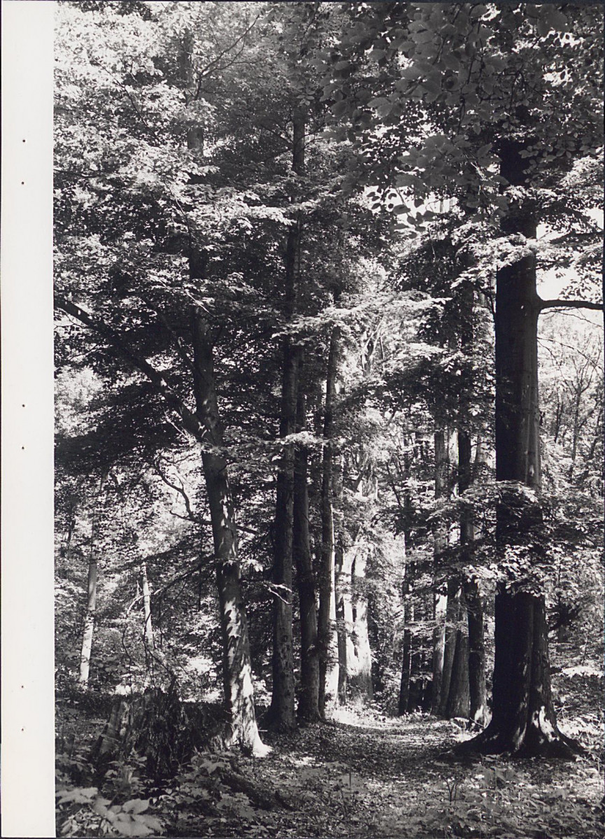 EP - Ewidencja parkowa, skan nr 31