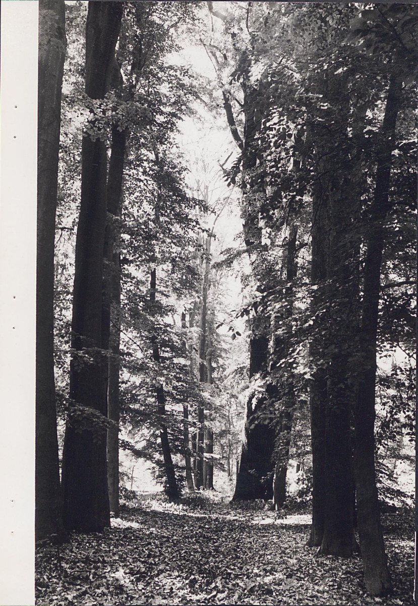 EP - Ewidencja parkowa, skan nr 33