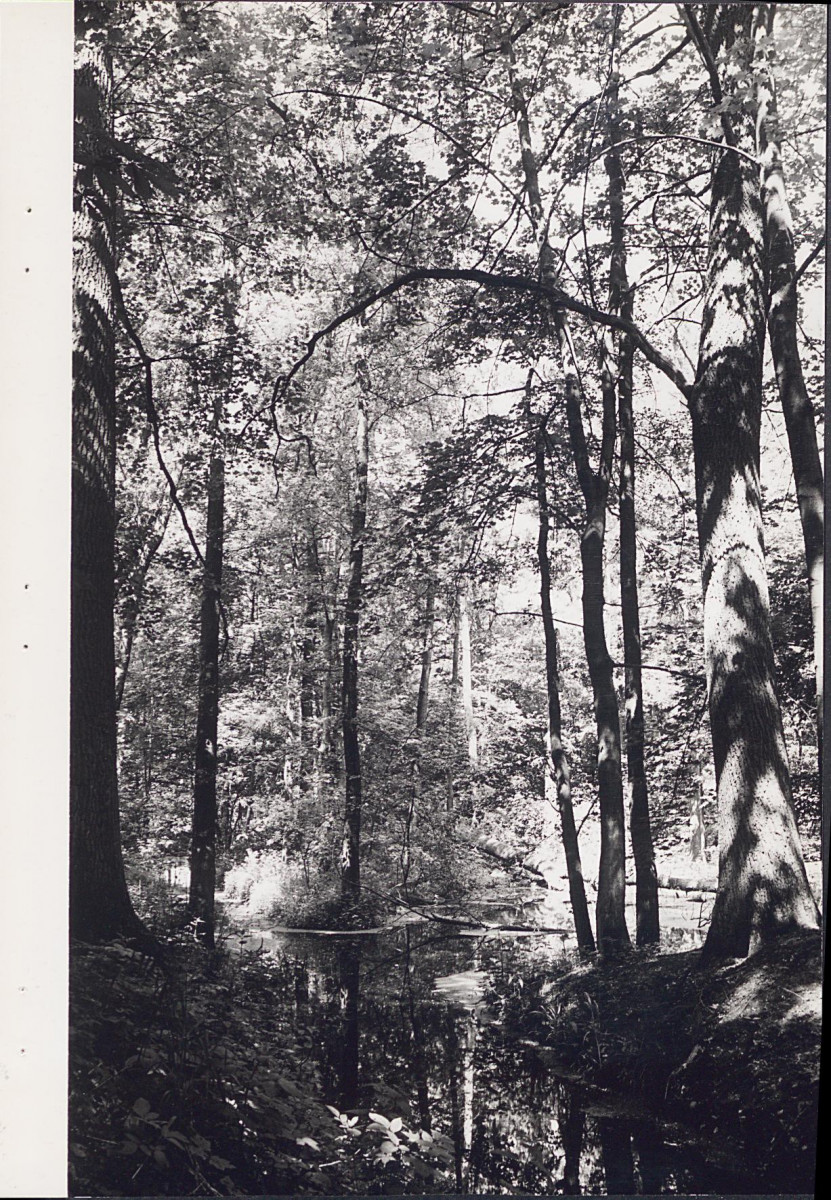 EP - Ewidencja parkowa, skan nr 35