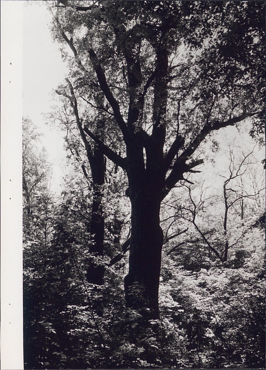 EP - Ewidencja parkowa, skan nr 37