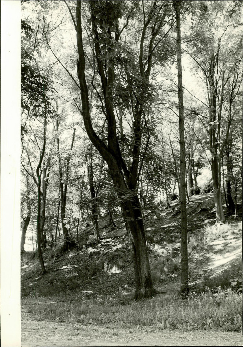 EP - Ewidencja parkowa, skan nr 31