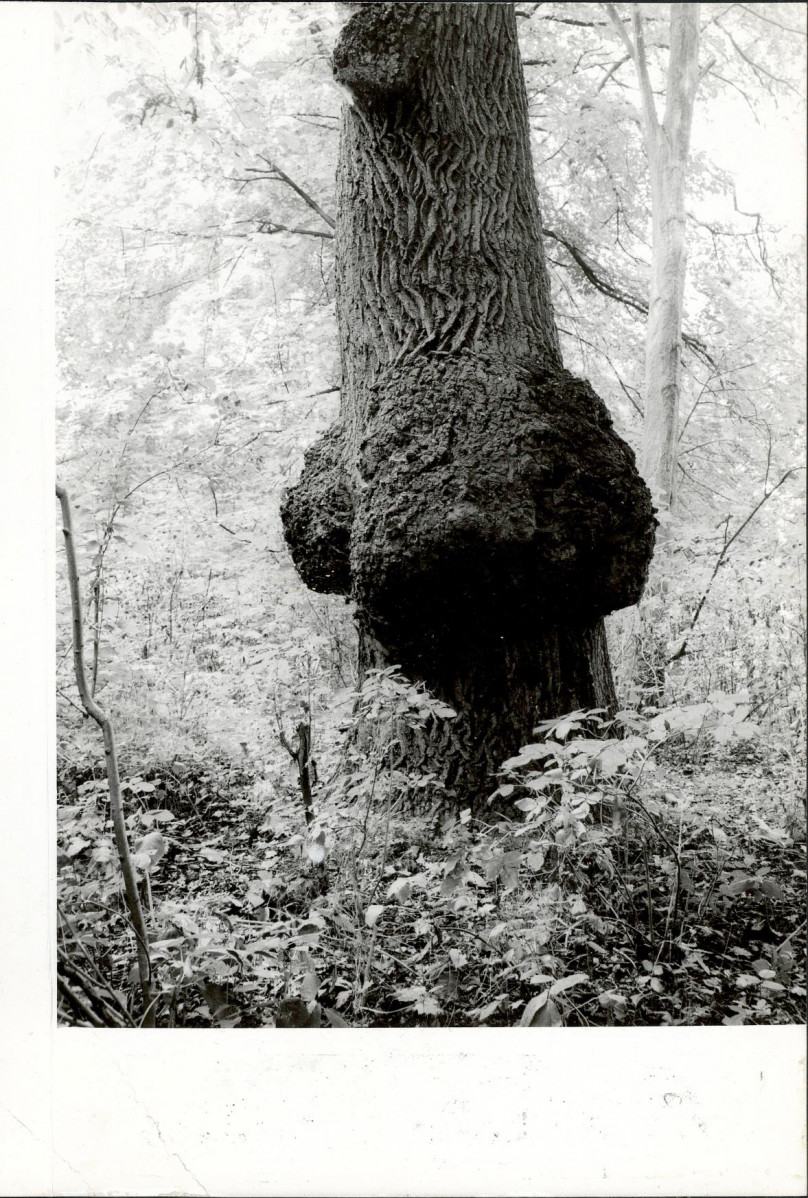 Ewidencja parkowa, skan nr 23