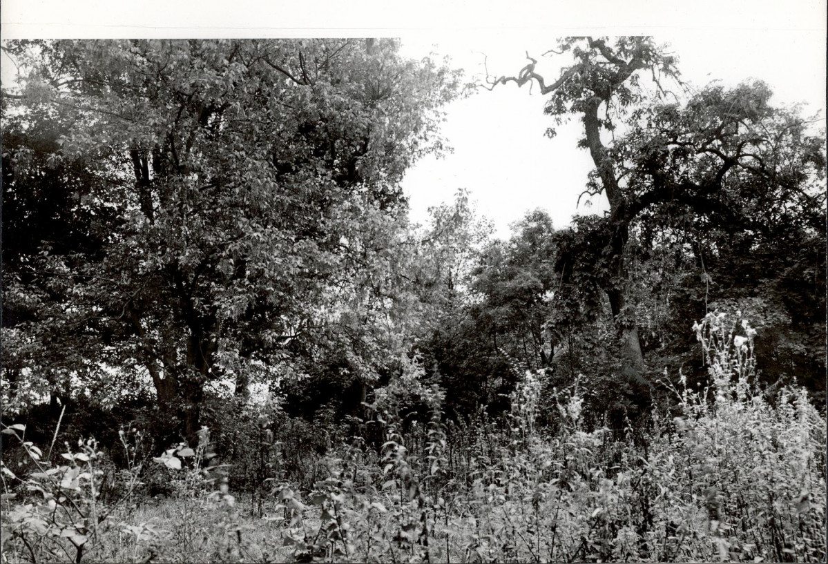 Ewidencja parkowa, skan nr 18