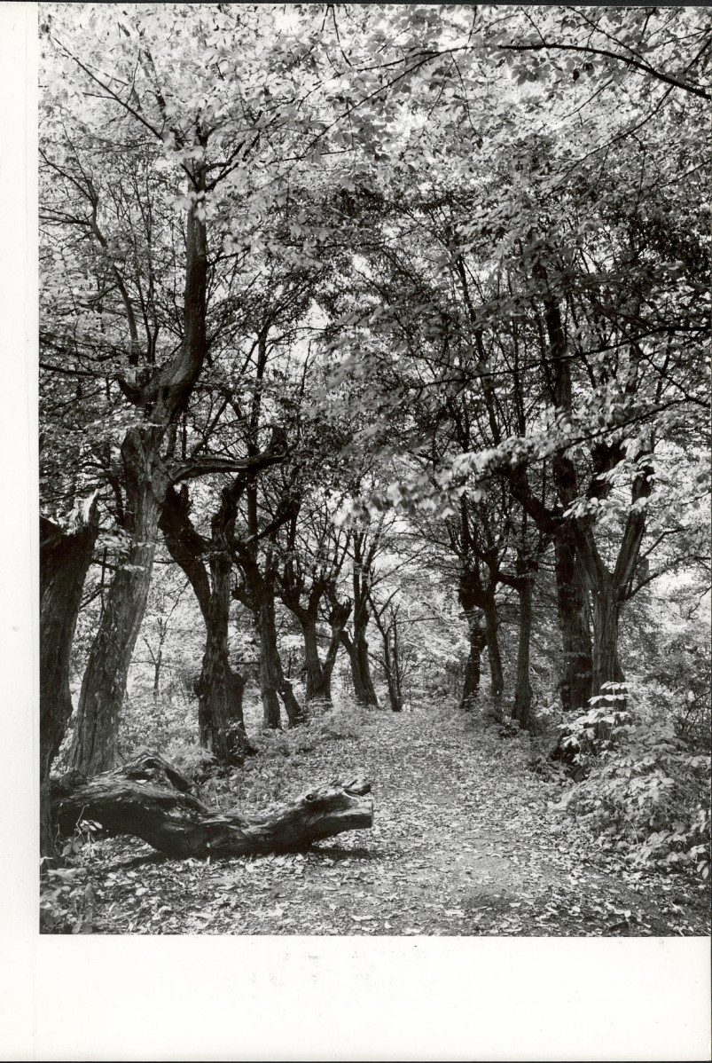 Ewidencja parkowa, skan nr 24