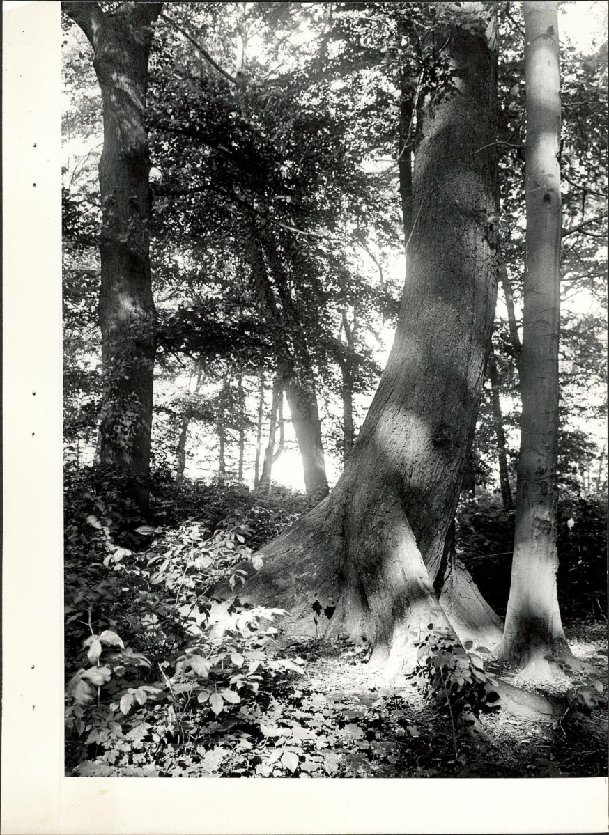 Ewidencja parkowa, skan nr 26