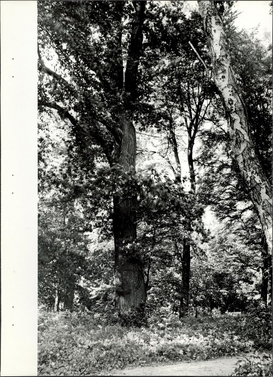 Ewidencja parkowa, skan nr 23