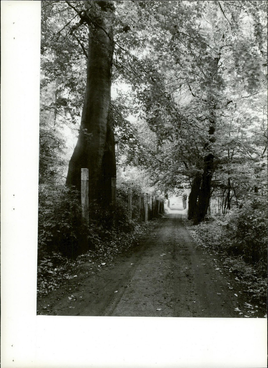 Ewidencja parkowa, skan nr 23