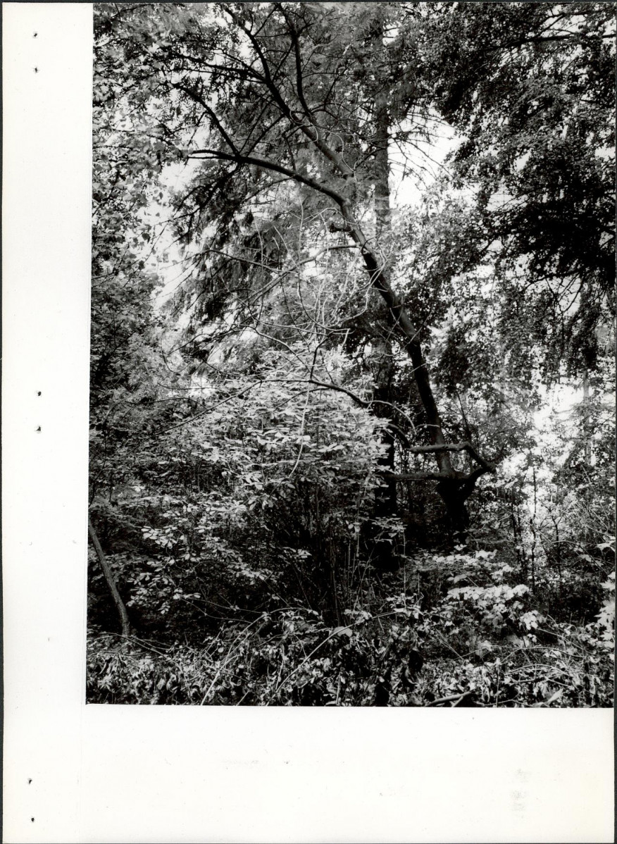 Ewidencja parkowa, skan nr 24