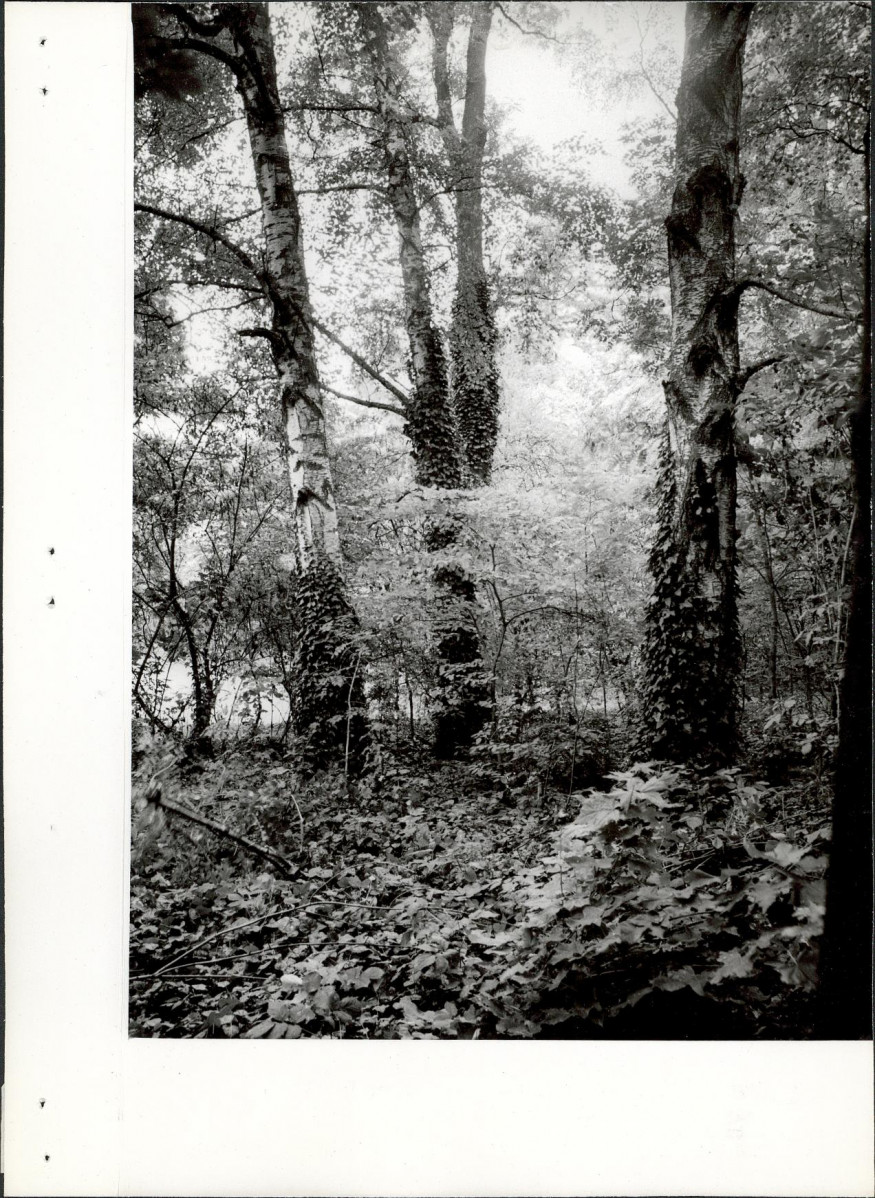 Ewidencja parkowa, skan nr 26
