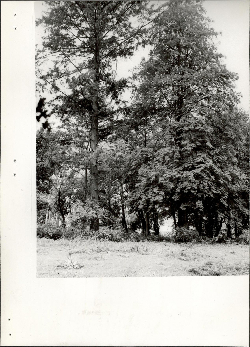 Ewidencja parkowa, skan nr 36