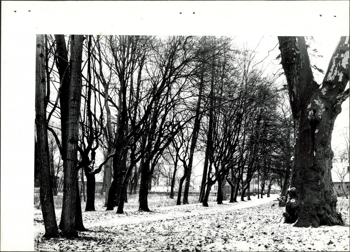 Ewidencja parkowa, skan nr 36