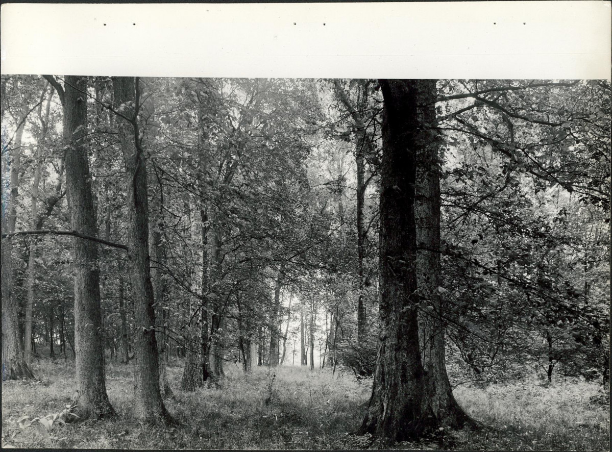 Ewidencja parkowa, skan nr 28