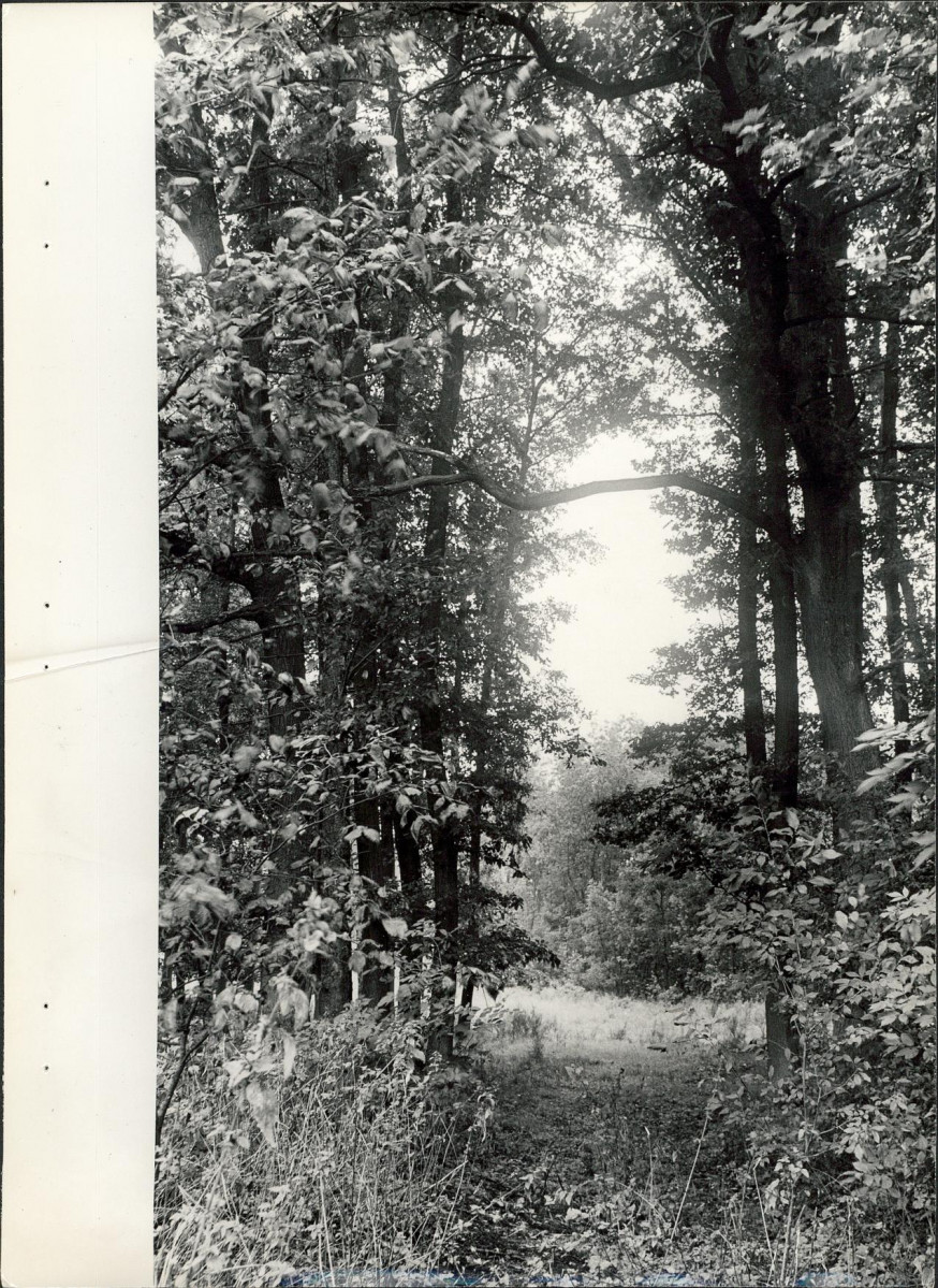 Ewidencja parkowa, skan nr 30
